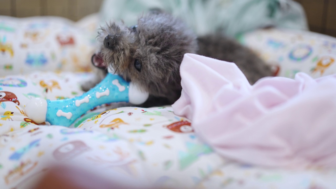 小银玩具狮子狗玩和咬狗玩具在宠物床上视频下载