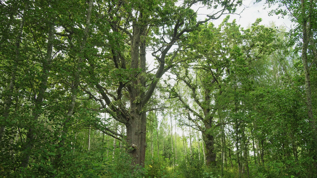 长满树木的草地上的老橡树。一种罕见的欧洲栖息地——树木繁茂的草地。视频下载