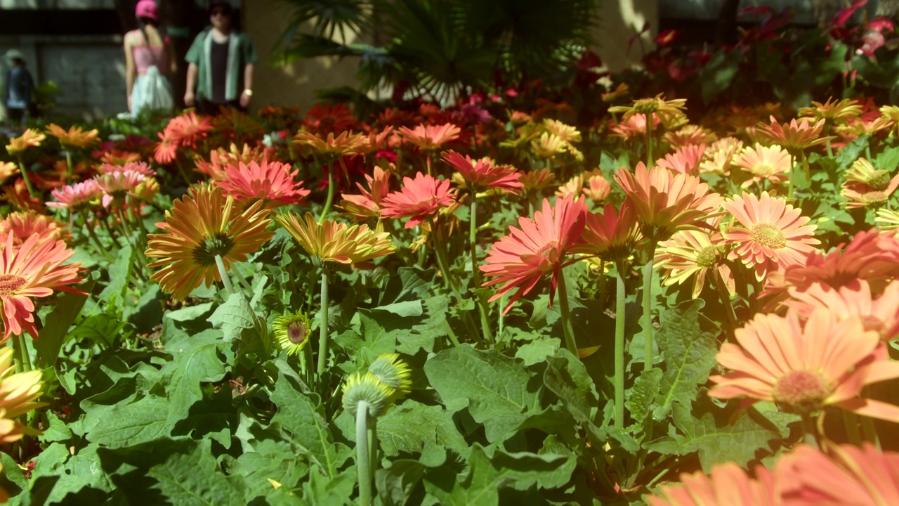 花园里的非洲菊花视频素材