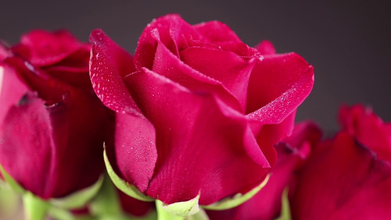 一朵美丽的红玫瑰，上面布满了水滴视频下载