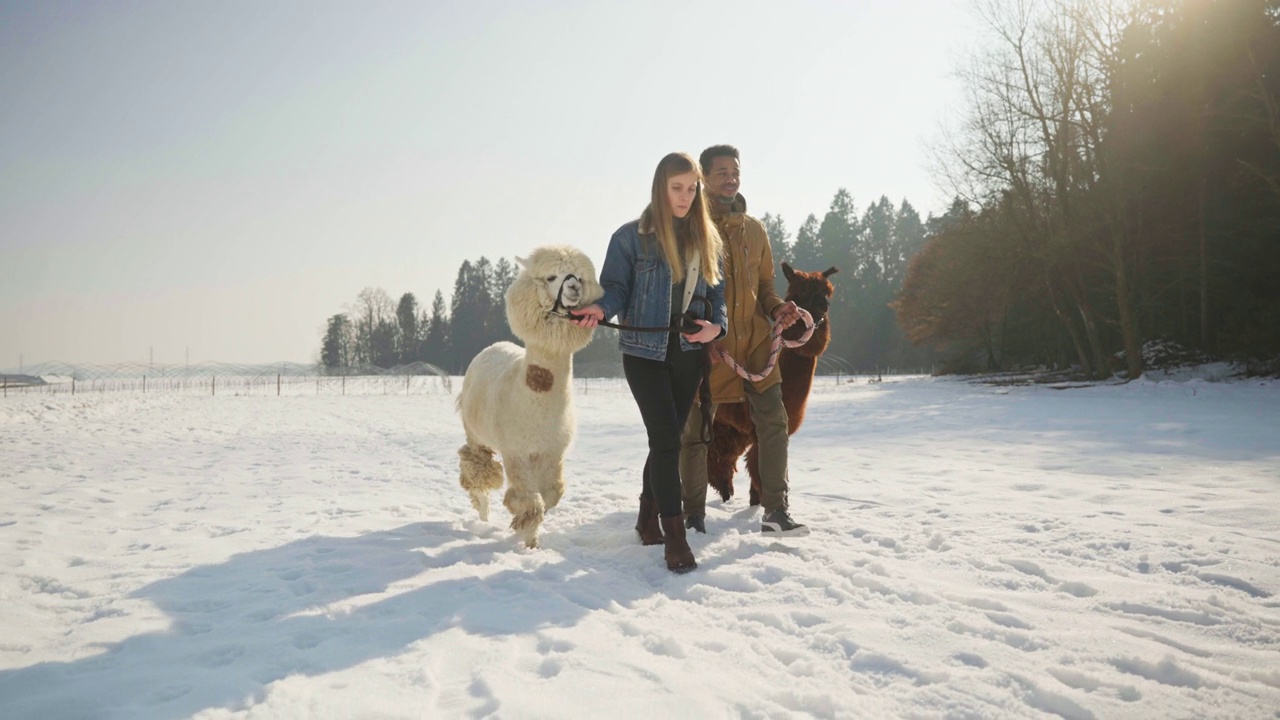 一对不同的夫妇带着羊驼在雪地上散步视频下载