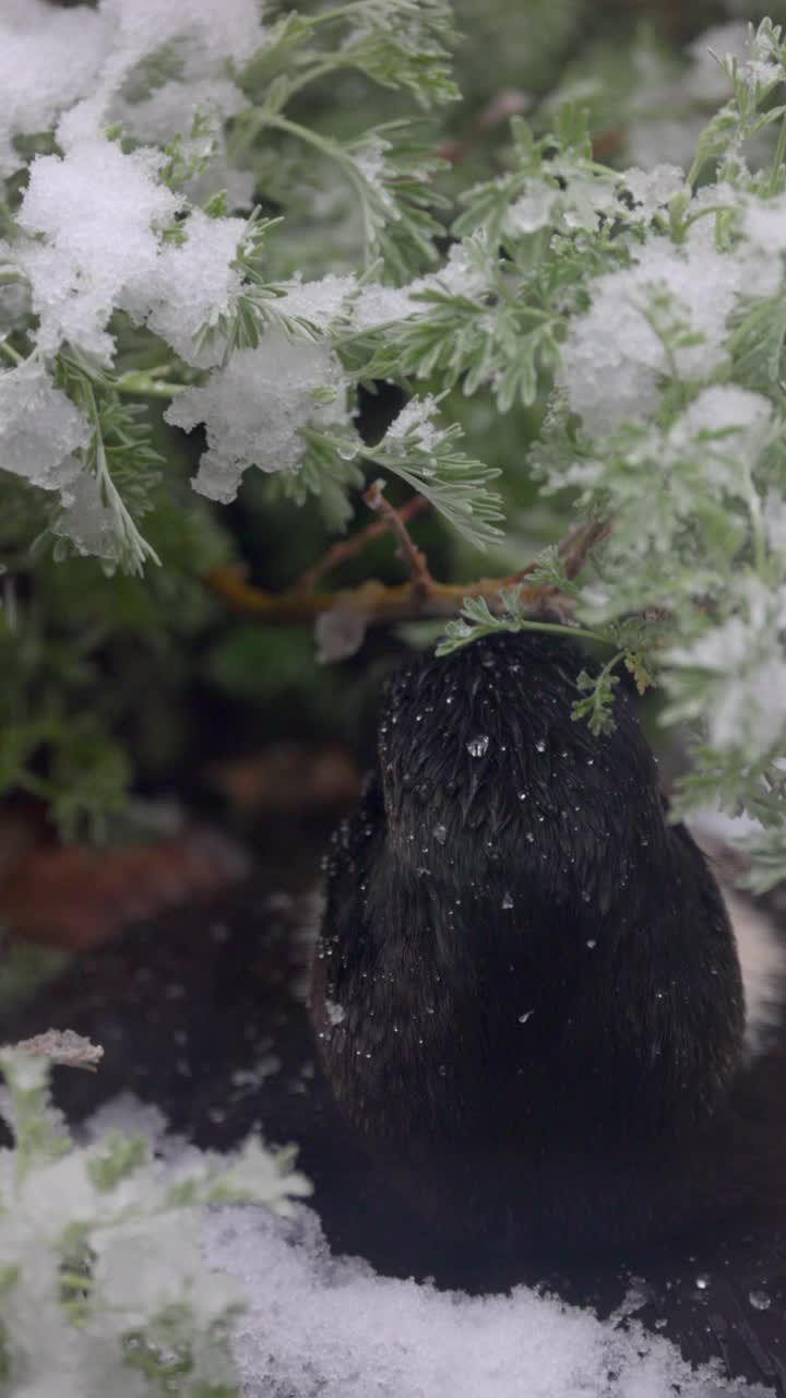 在降雪期间，湿的大鸭子在冰冻植物中嬉戏的慢动作镜头-科罗拉多州阿瓦达视频下载