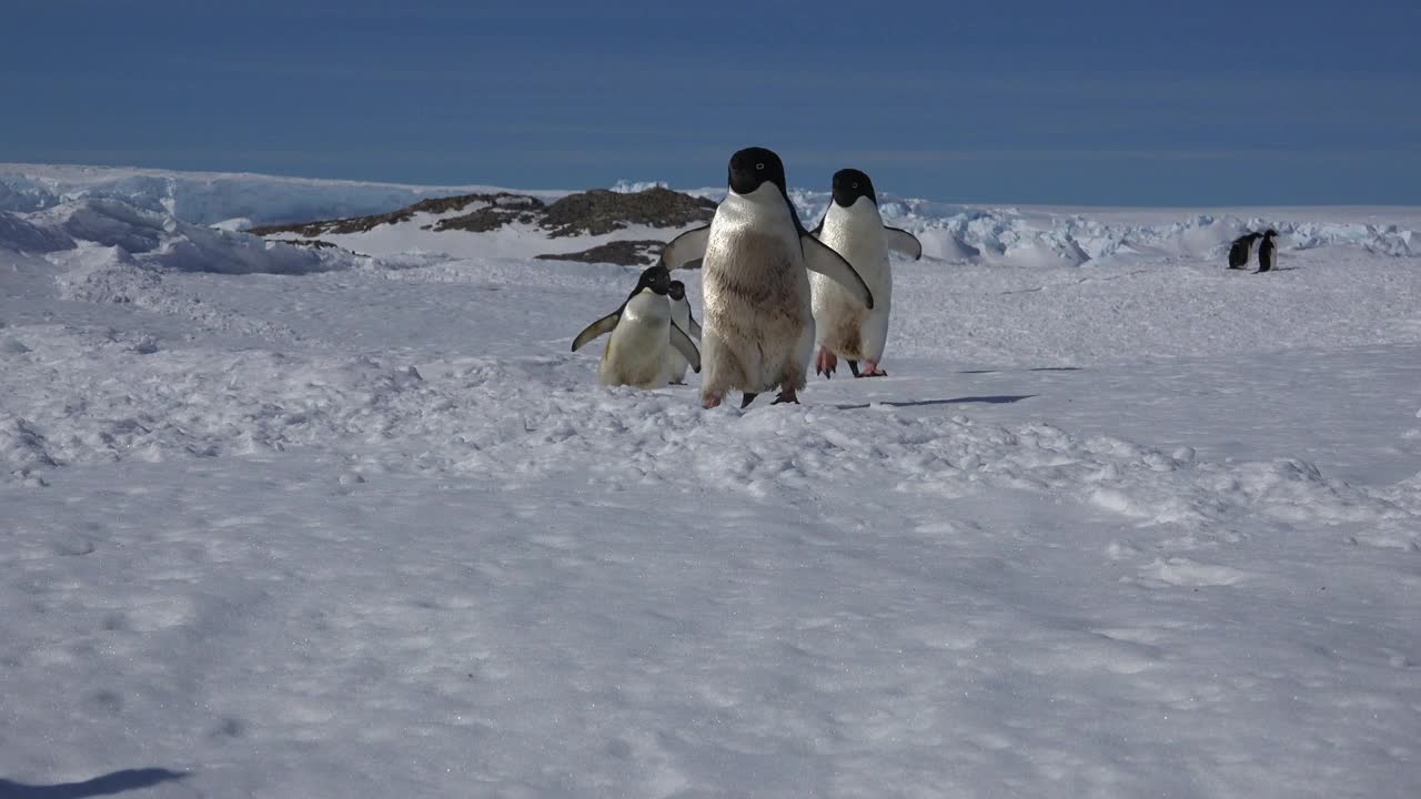 PAN与阿德利企鹅走在雪地上非常接近相机视频下载