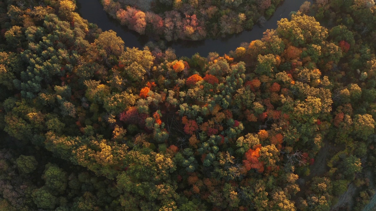 日出时鸟瞰美丽的秋天森林和蜿蜒的河流。视频下载