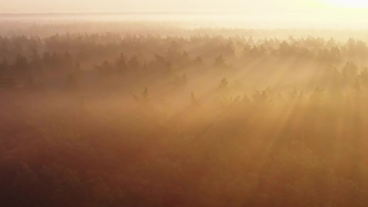 雾蒙蒙的森林里的日出。早晨雾中的松林鸟瞰图。视频下载