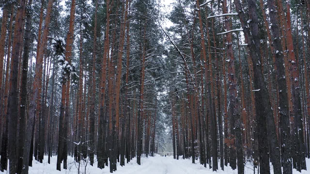 美丽的冬季景观，冰雪覆盖的森林。视频下载