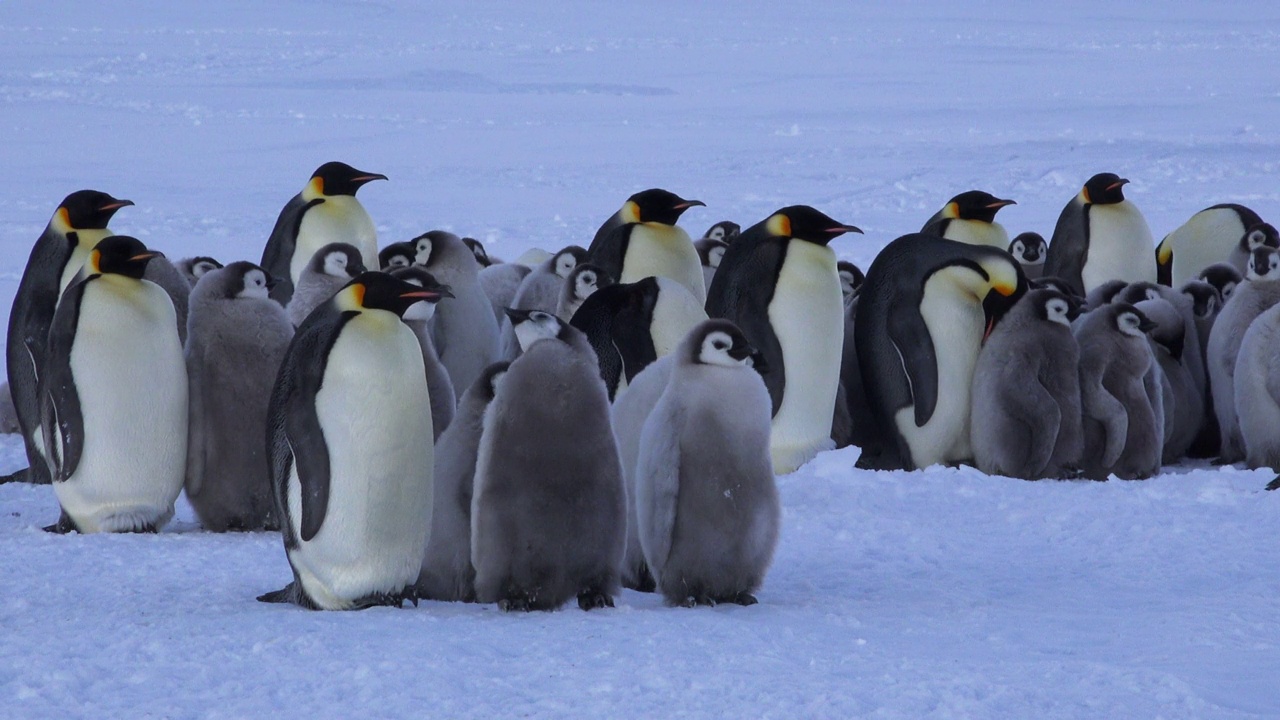 大型帝企鹅幼雏向父母乞讨，身后是一群帝企鹅视频下载