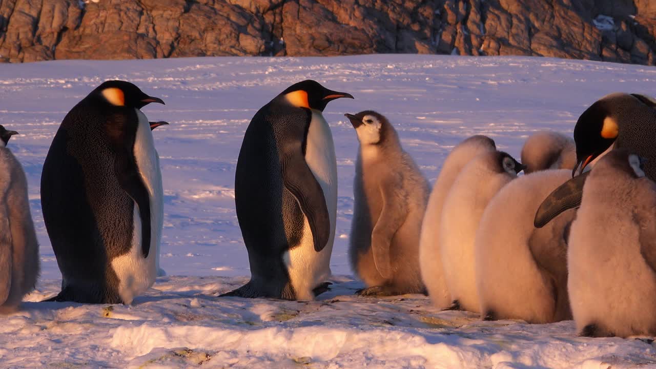 帝企鹅的幼崽向成年企鹅乞讨，在傍晚的光线下进食视频下载