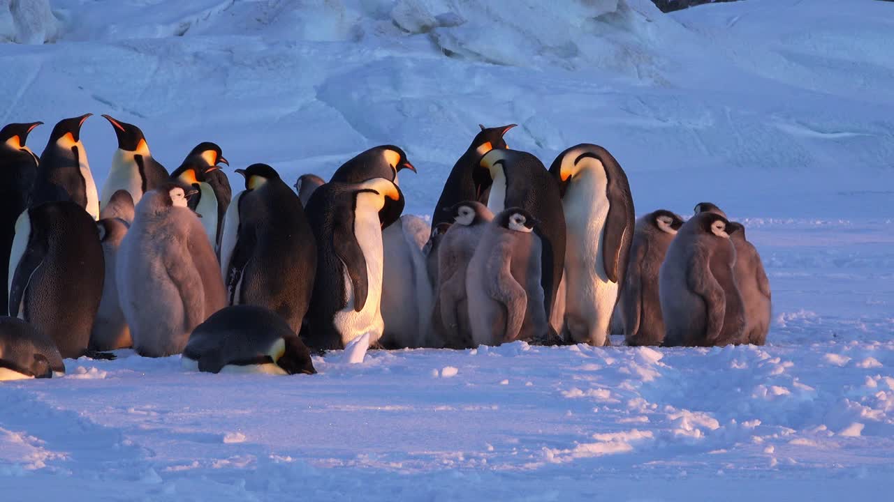 一群帝企鹅和大雏鸟站在雪地上，在黄昏的灯光下梳理羽毛视频下载