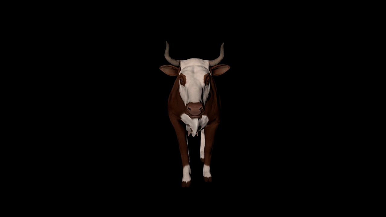 牛跑视图从前面视频素材