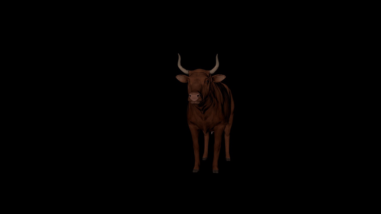 棕色牛闲置前视图视频素材