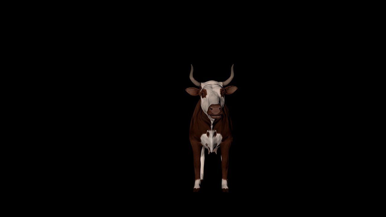 牛吃从前面看视频素材