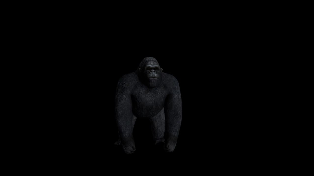大猩猩前视图视频素材