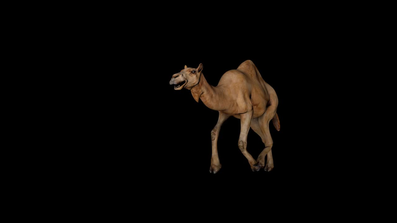 骆驼跑前视图视频素材