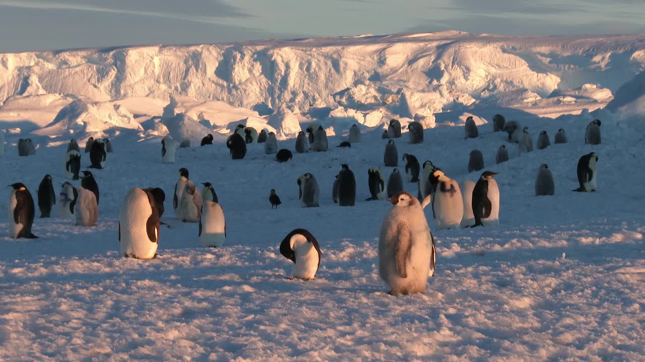 傍晚时分，阿德利企鹅站在帝企鹅和小企鹅中间视频下载