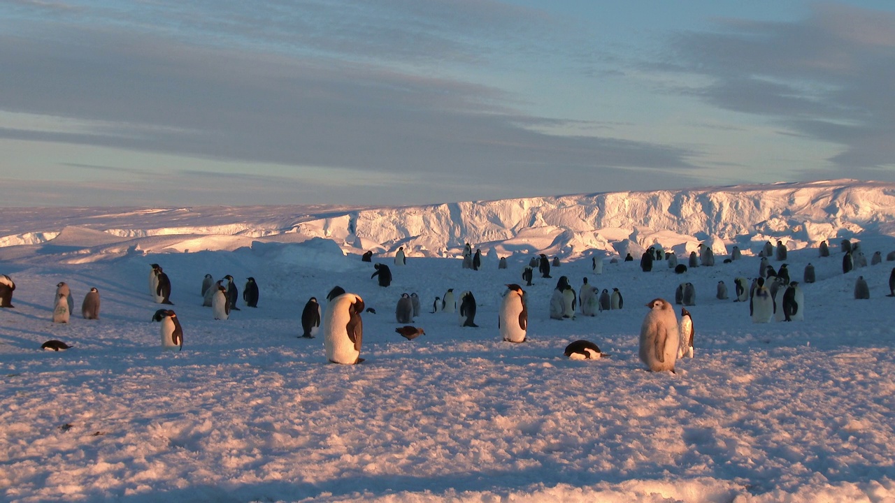 黄昏时分，南极贼鸥站在阿德利企鹅、帝企鹅和雏鸟中间视频下载