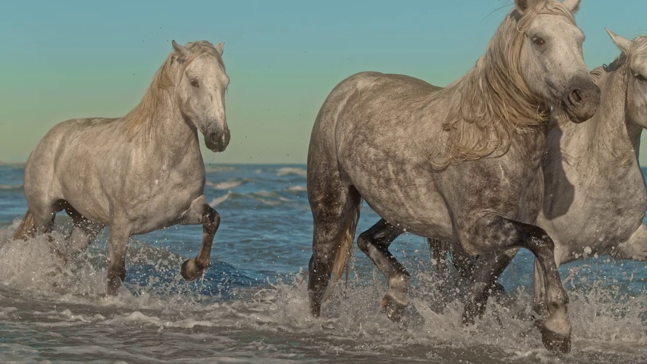 超级慢动作斑纹灰色的马在阳光明媚的海水中奔跑视频下载