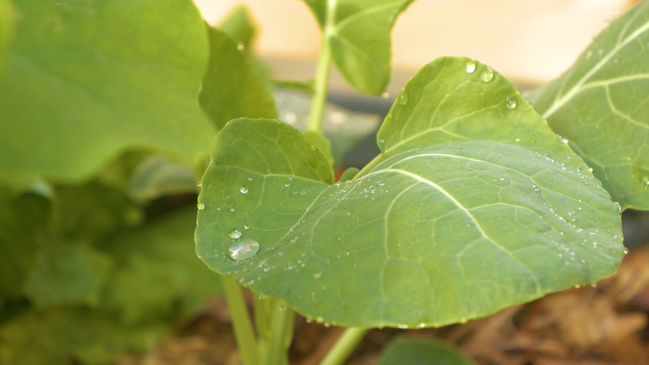近摄，夏雨后球芽甘蓝幼苗绿叶上的水滴视频素材