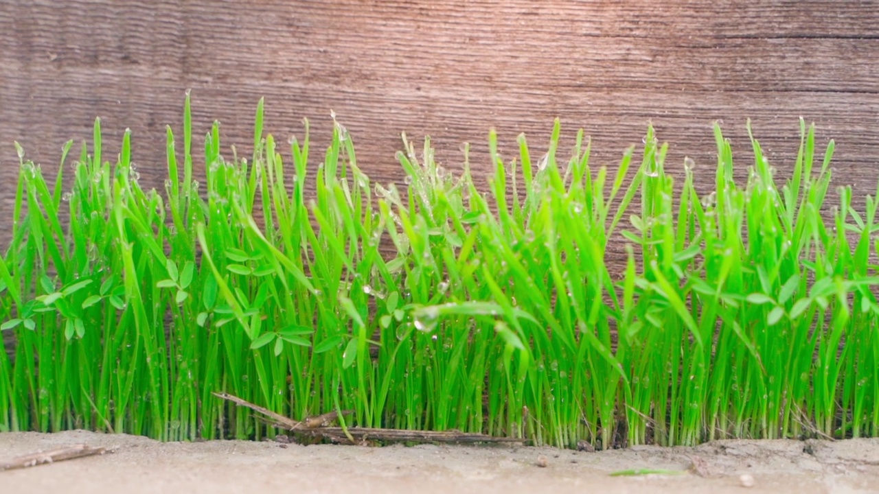 多汁的绿色草地与露珠的尖端特写背景上的木板。植物在冬天后苏醒。平滑的相机变焦。春暖花开，草开始生长视频下载