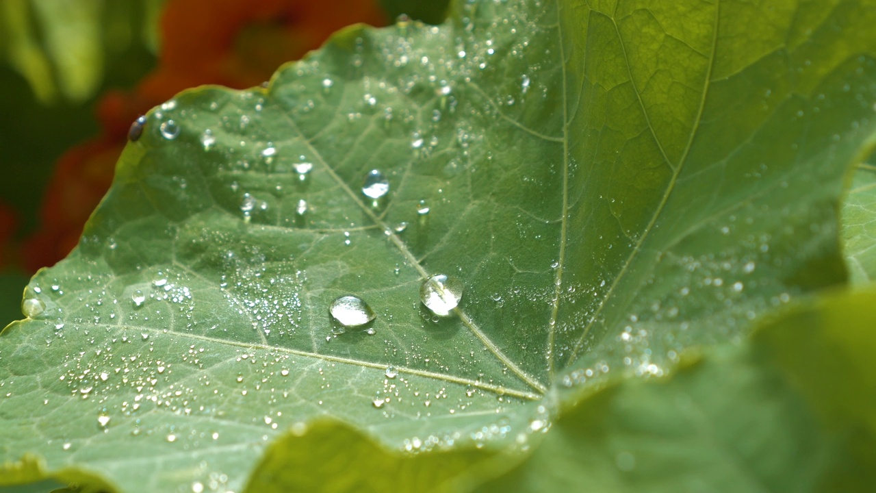 微距，景深:春天的雨点覆盖在热带植物的绿叶上视频素材
