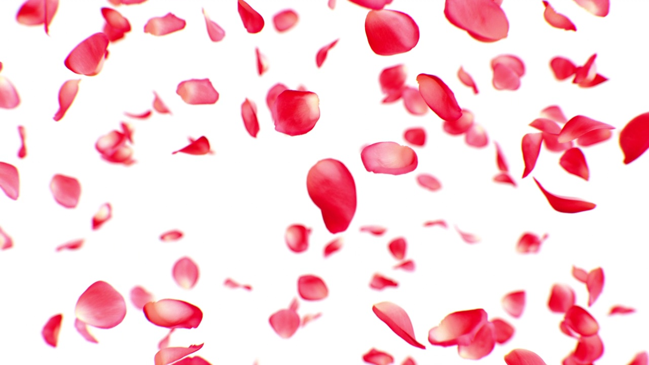 美丽的玫瑰花瓣爆炸特写。一个红色的花瓣掉下来，爆炸成许多花瓣的慢动作。粉色春天盛开3d动画。自然与浪漫概念视频下载