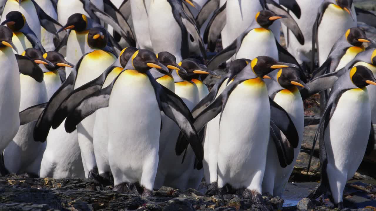 密集的一群王企鹅走向相机，背景是大海视频下载