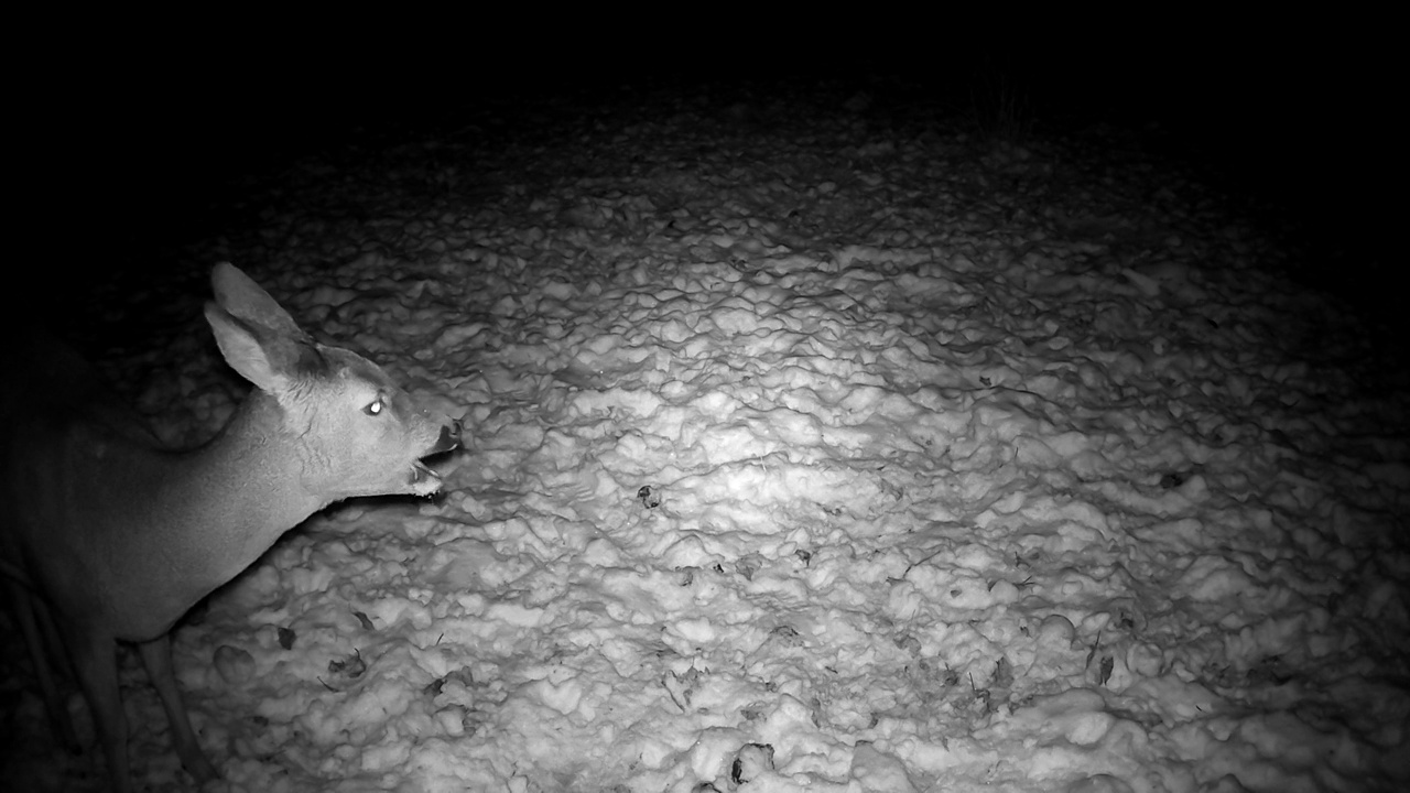 狍子在冬夜吃冻苹果视频素材