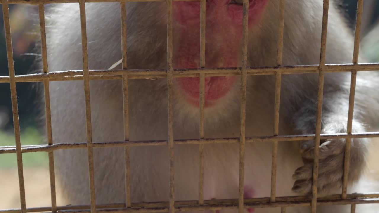 近距离的手喂猴子通过笼子视频素材