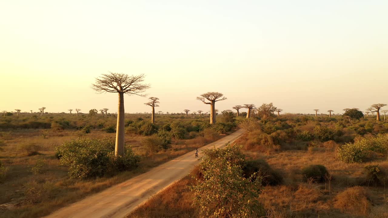 南非猴面包树鸟瞰图。视频下载
