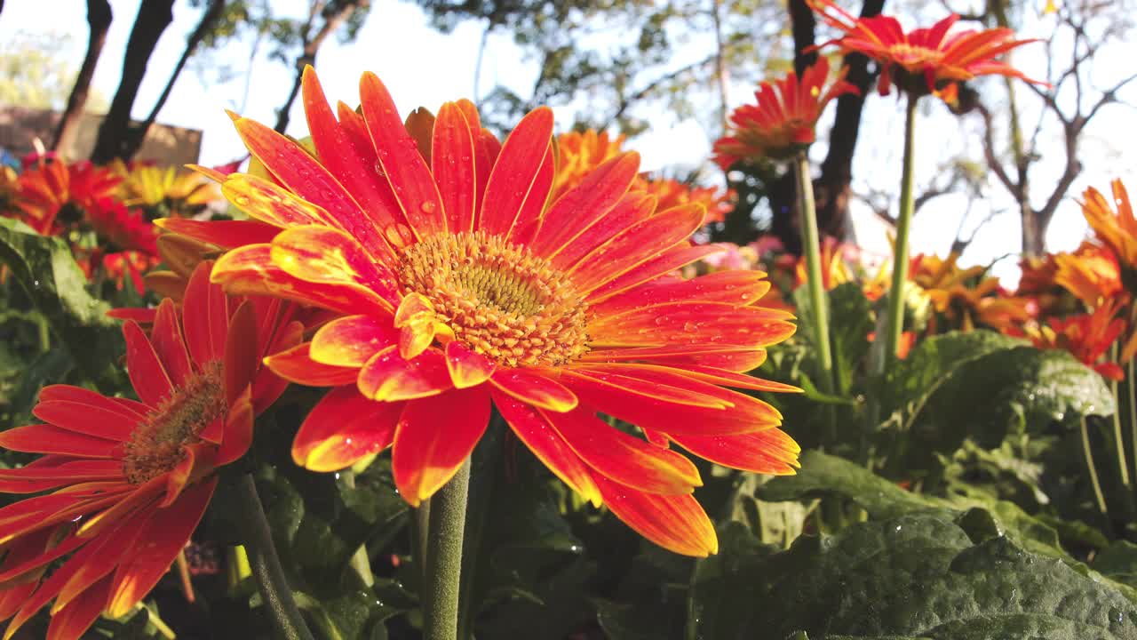 低角视图特写橙色非洲菊花植物装饰在花园视频素材
