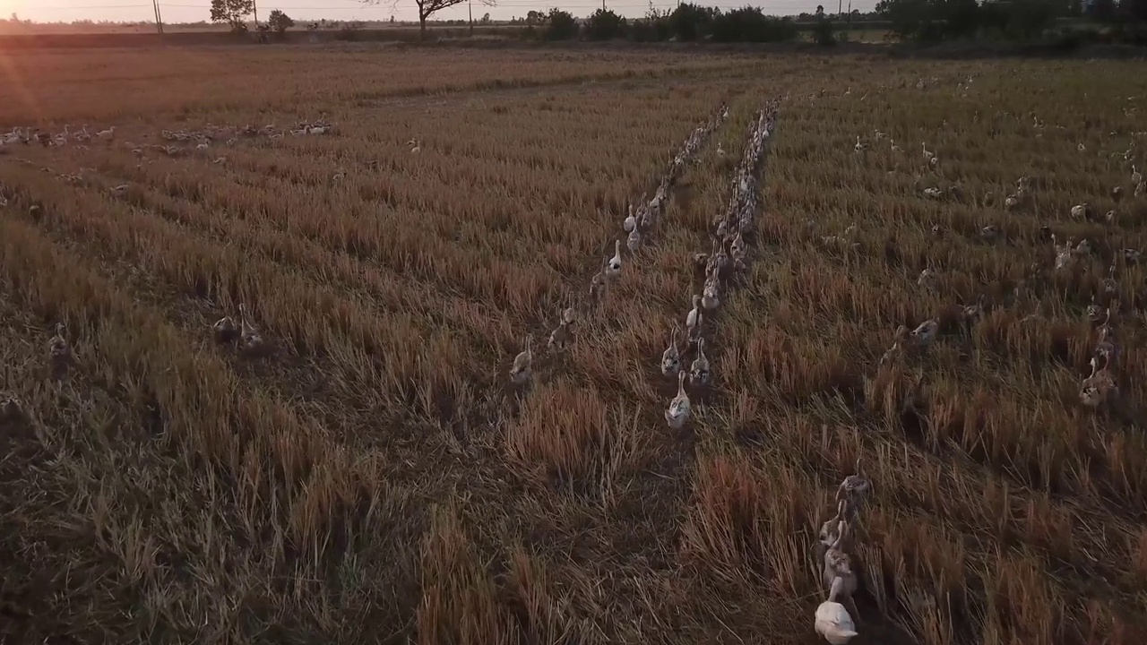鸟瞰图中，成群的鸭子聚集在一起，被关在围栏里过夜，这是越南湿稻农业生态的一部分。视频下载