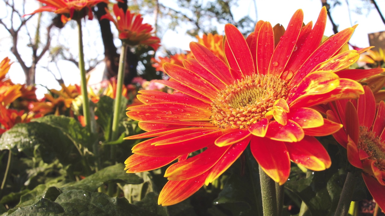 低角视图特写橙色非洲菊花植物装饰在花园视频素材
