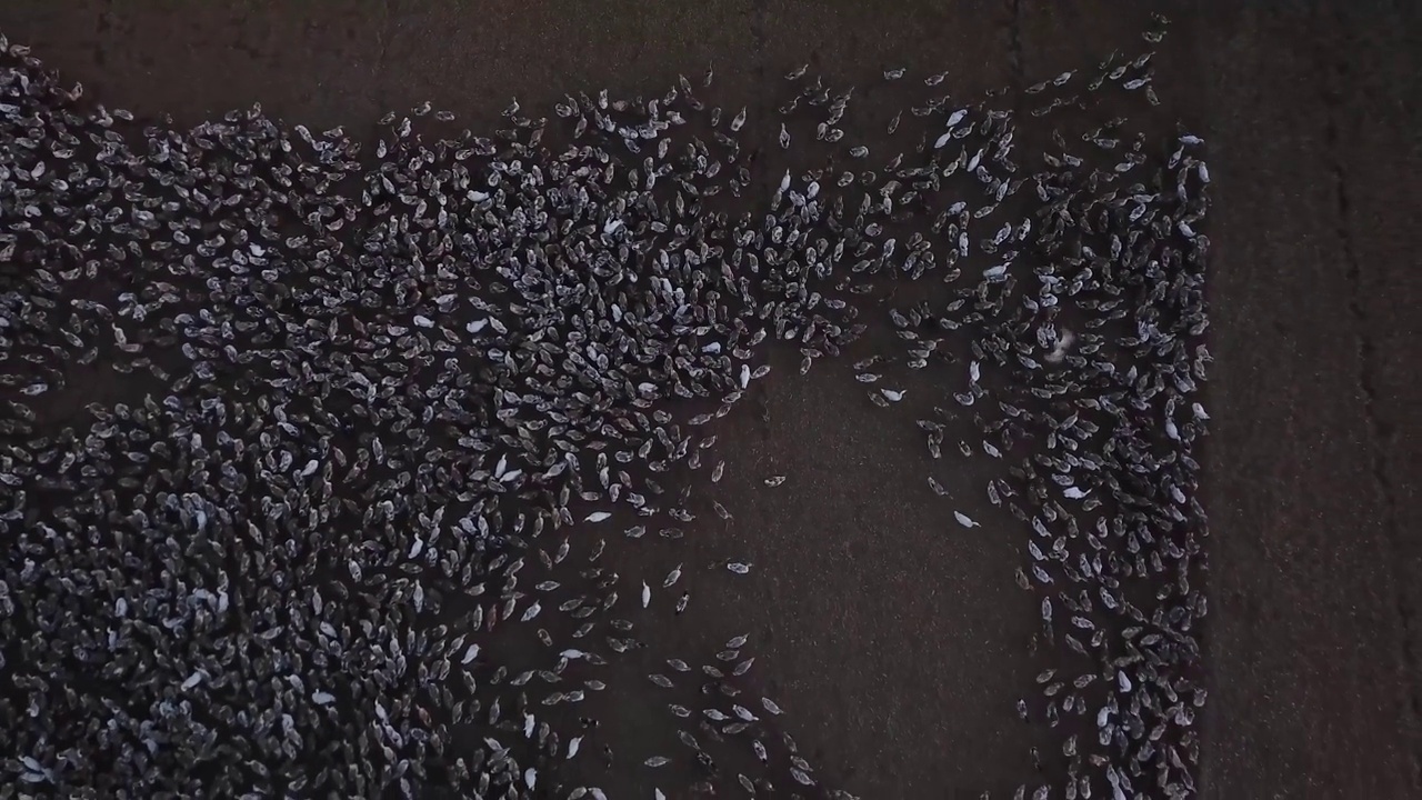 鸭子和越南湿稻农业的生态。视频下载