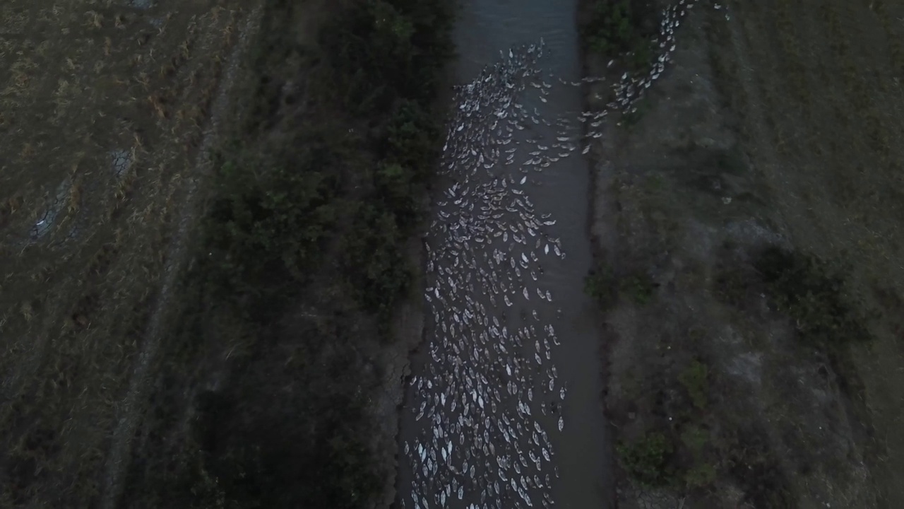 鸟瞰图中，成群的鸭子聚集在一起，被关在围栏里过夜，这是越南湿稻农业生态的一部分。视频下载