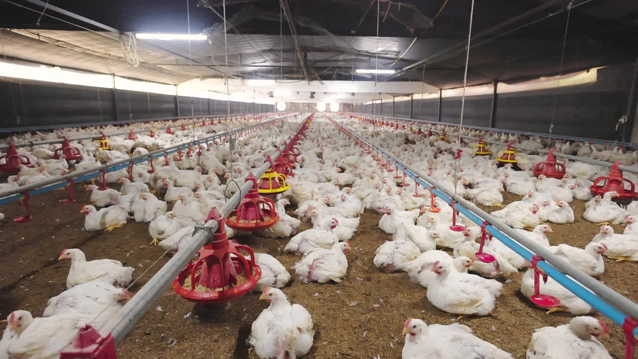 在家禽农场的肉鸡房里工厂化养殖鸡视频素材