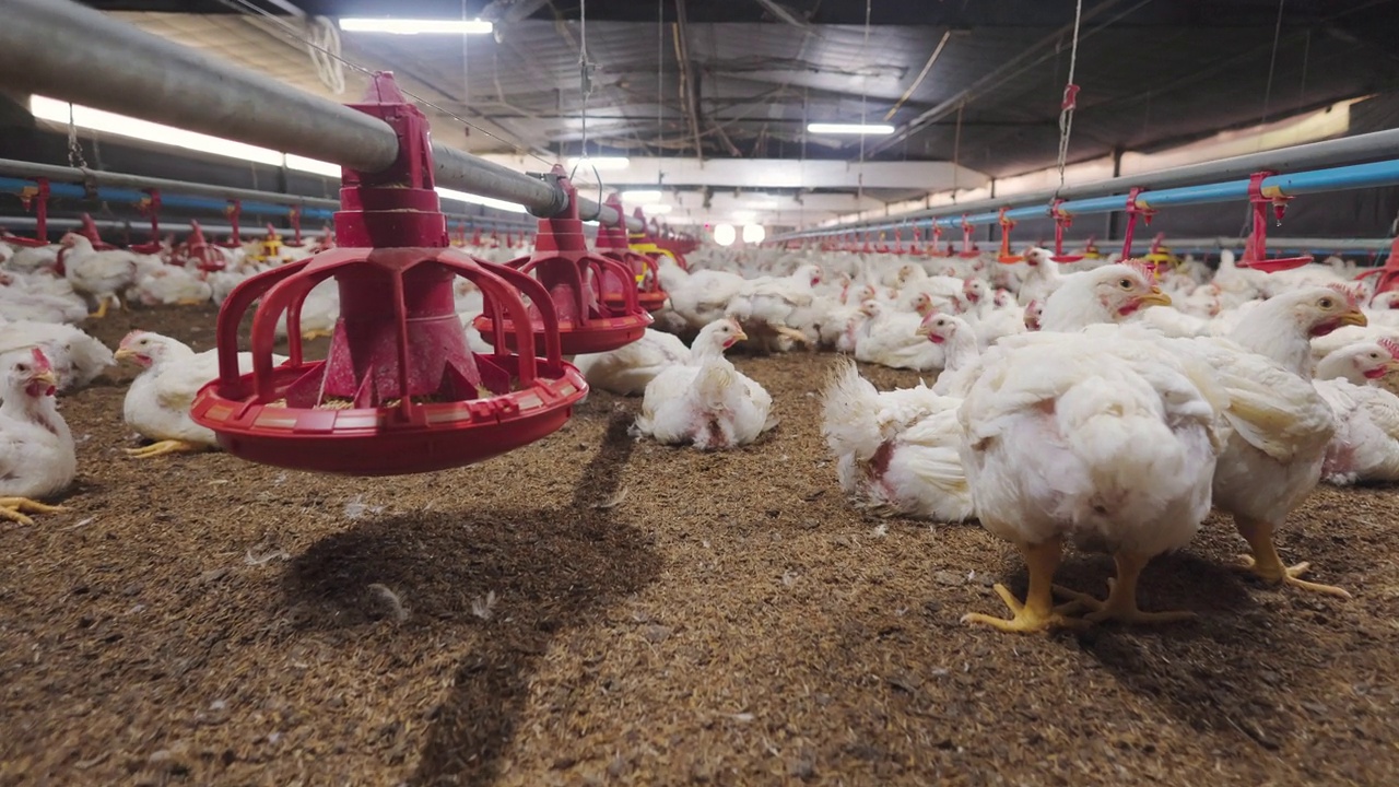 在家禽农场的肉鸡房里工厂化养殖鸡视频素材