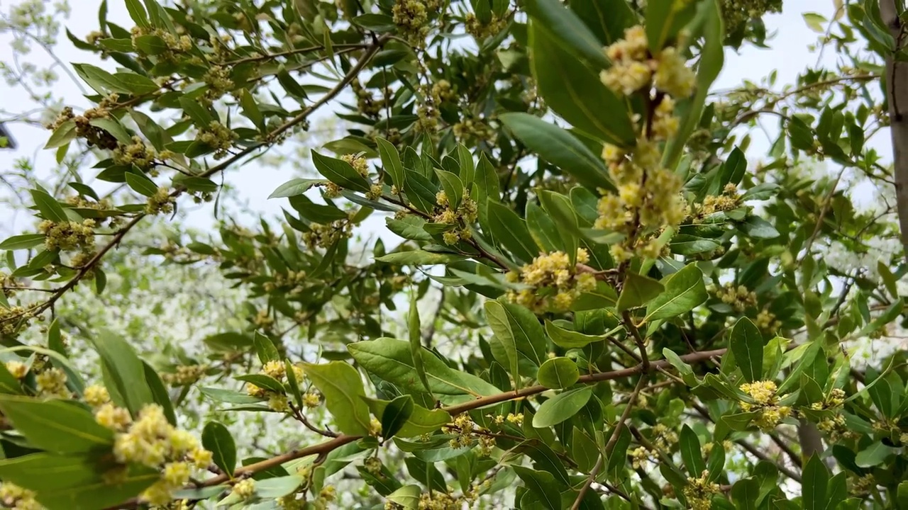 春天橄榄树开花的树枝视频下载