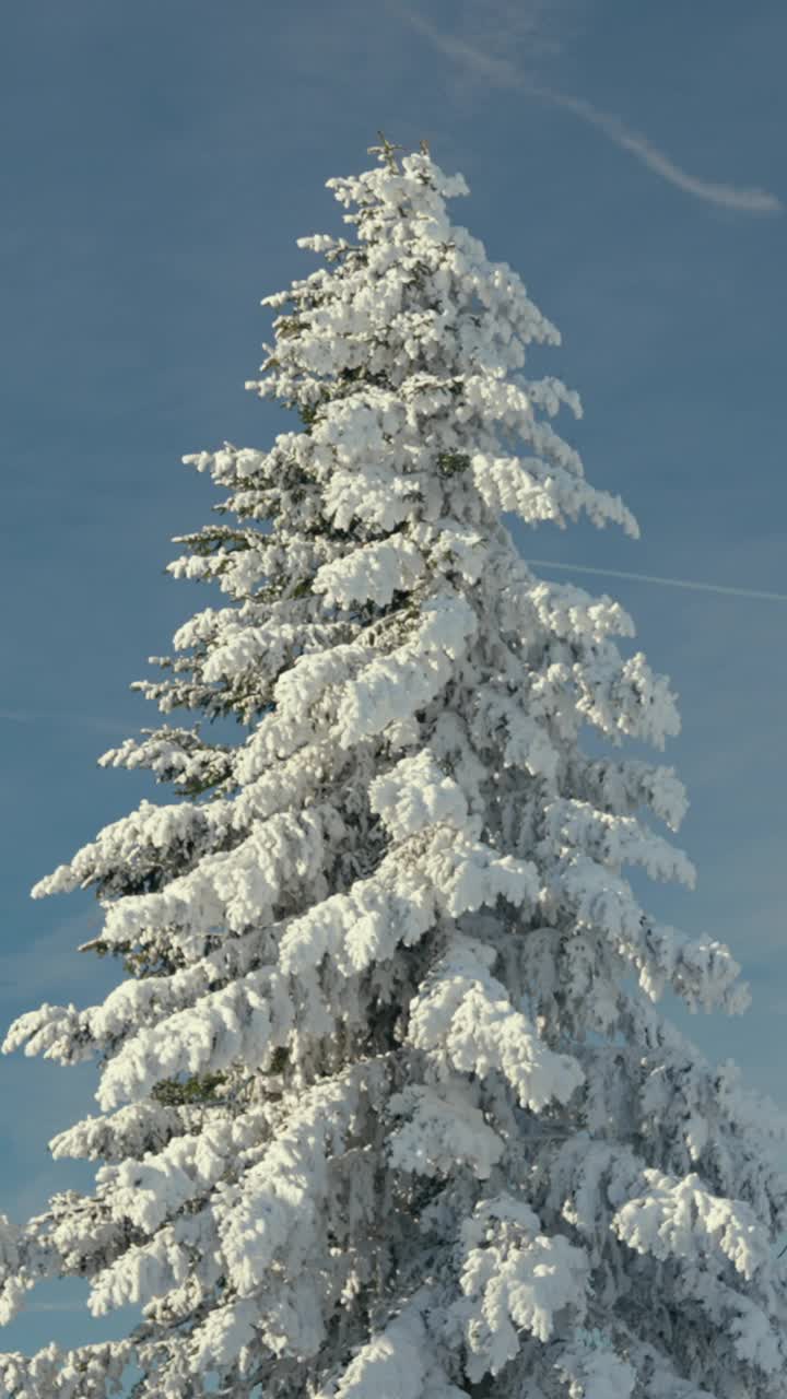 垂直拍摄的白色白雪覆盖的常青树在蓝天背景视频下载