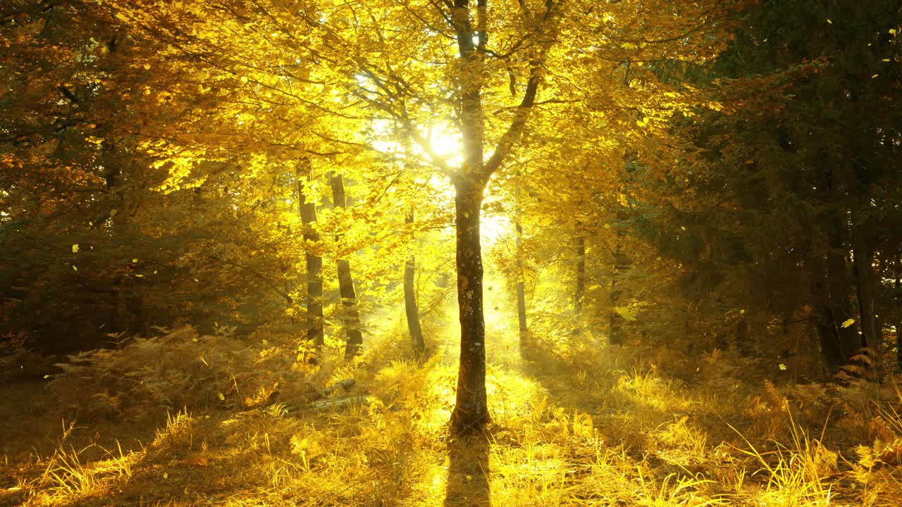 神奇的秋天金色的森林与阳光和落叶。视频下载