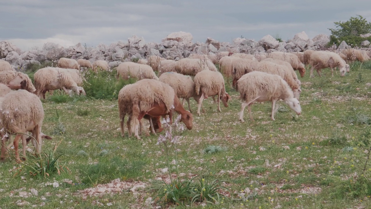 成群的绵羊在普利亚乡村的一块土地上吃草。意大利视频素材