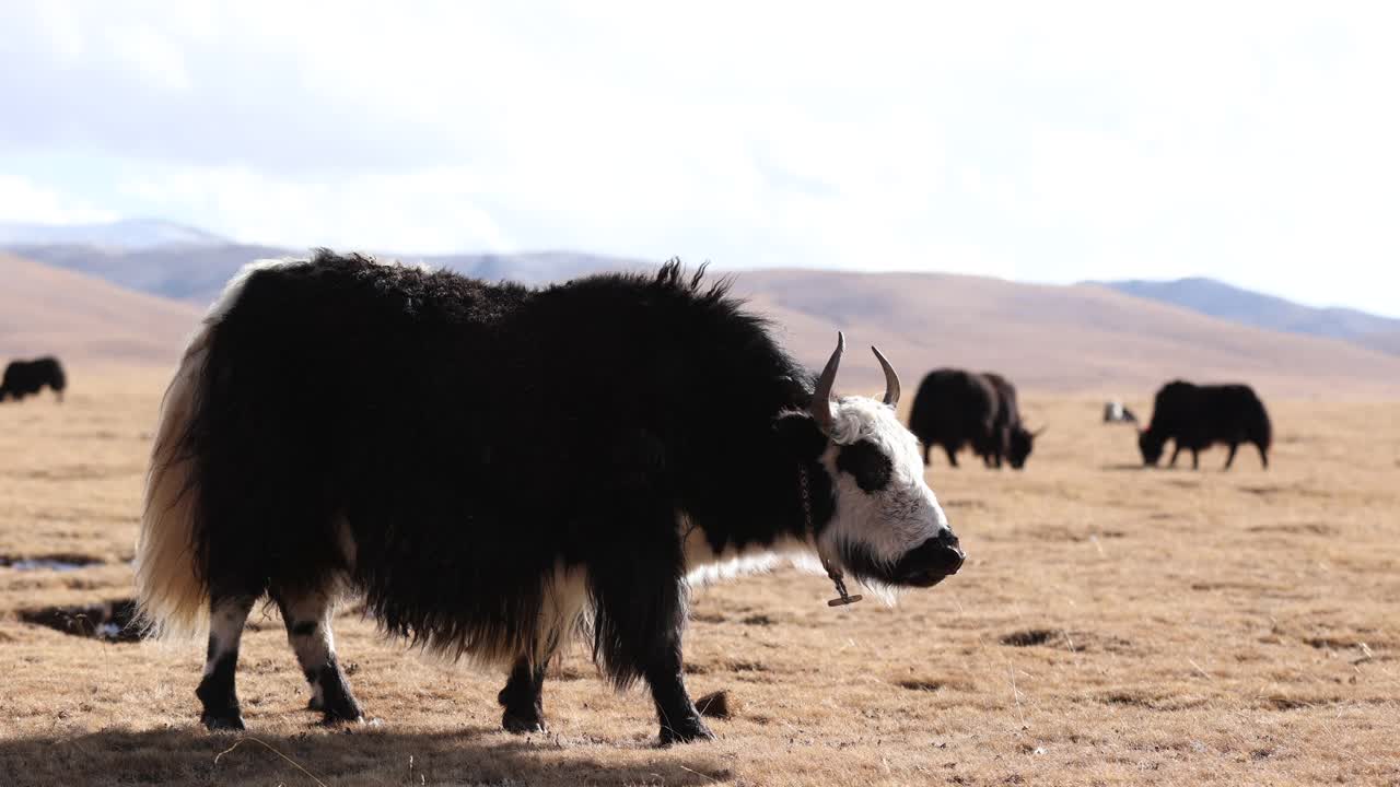 在冬季高海拔草原上吃草的西藏牦牛视频下载