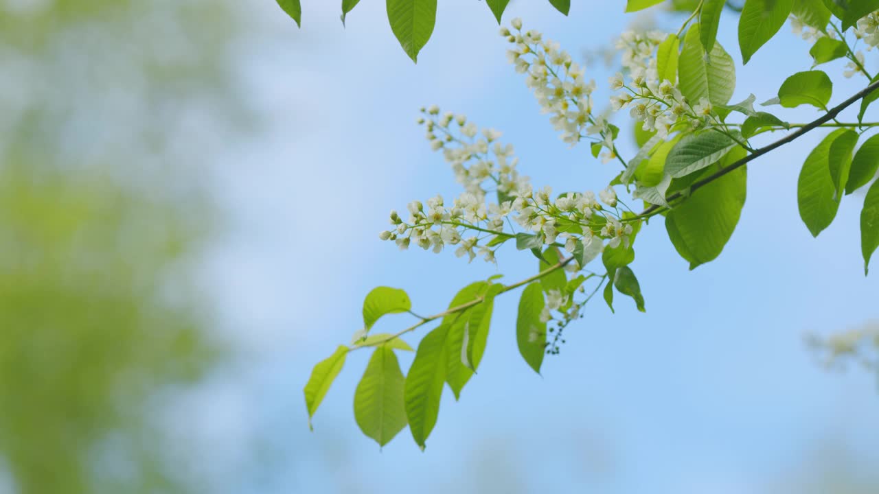 鸟樱在枝头选择性聚焦开花。杨梅或杨梅或五月天树。缓慢的运动。视频购买