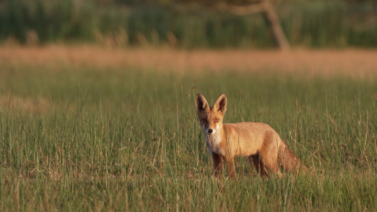 荷兰沿海森林里的欧亚狐狸。视频下载