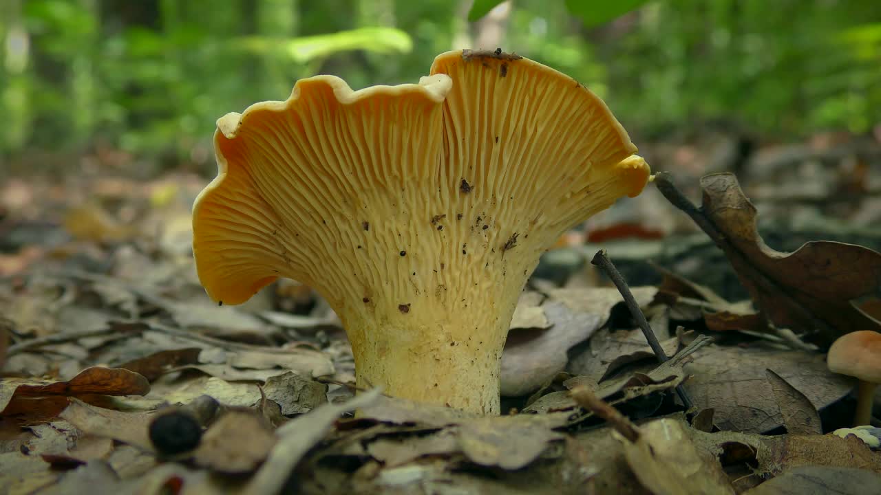 森林地面背景上的食用菌鸡油菌。视频下载