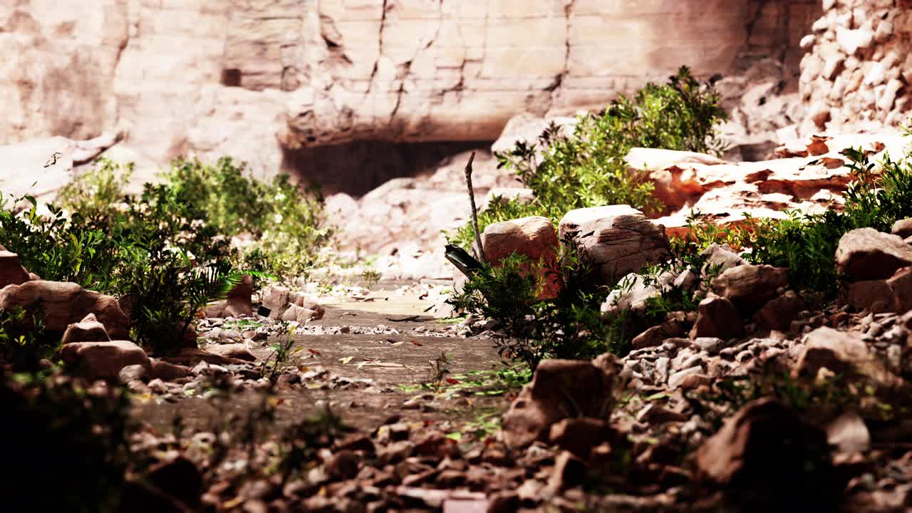 蕨叶垂直悬挂在一个古老石洞的入口视频下载