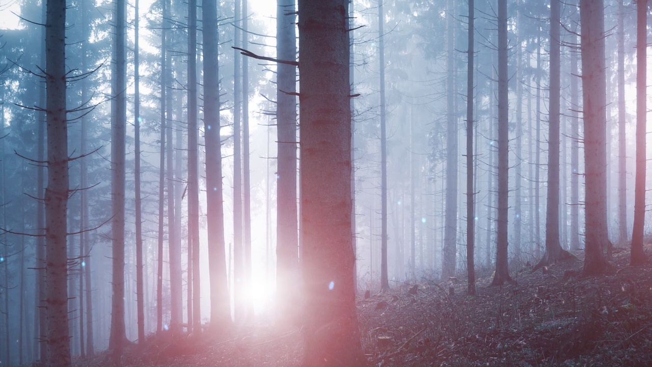神奇的蓝色紫色光在雾蒙蒙的森林童话动画萤火虫。视频素材