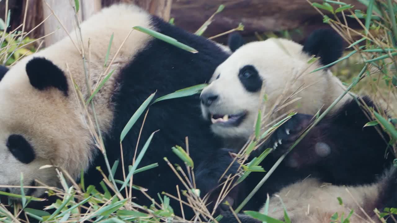 大熊猫吃竹叶，中国视频素材