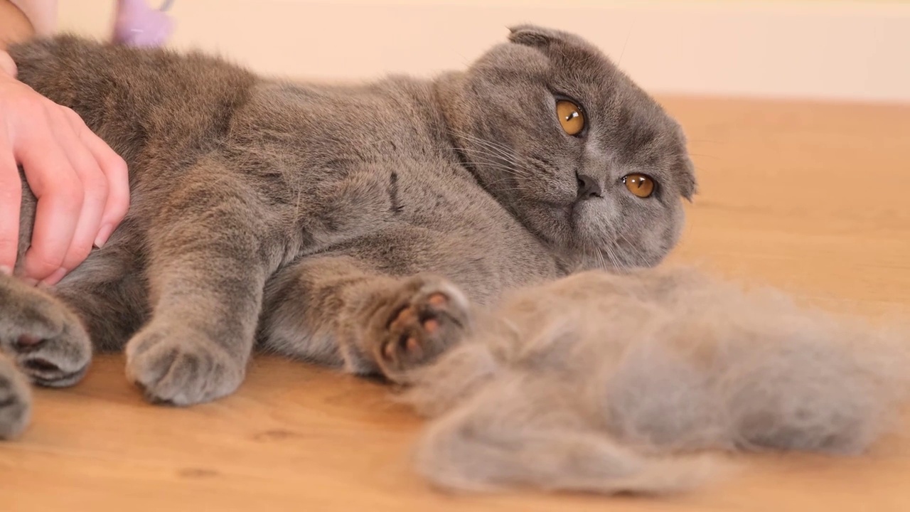正在梳理一只苏格兰虎斑猫的皮毛。灰猫脱毛。猫毛护理视频下载