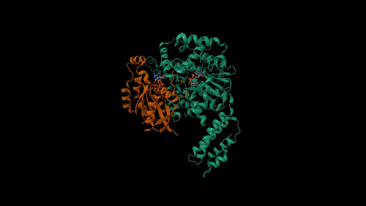 TcdA糖基转移酶结构域(绿色)与RhoA(棕色)配合物的结构。视频下载