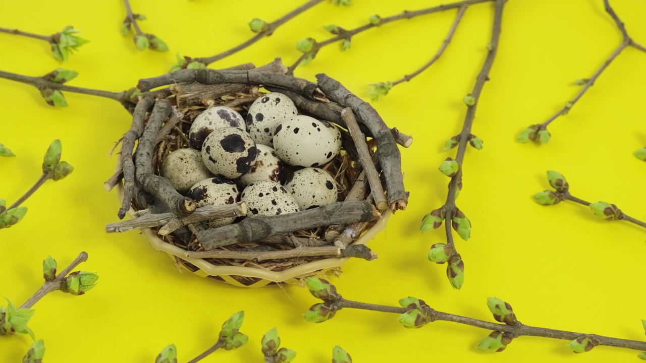 篮子里的鹌鹑蛋和黄色背景上旋转的绿叶小树枝。复活节快乐视频素材